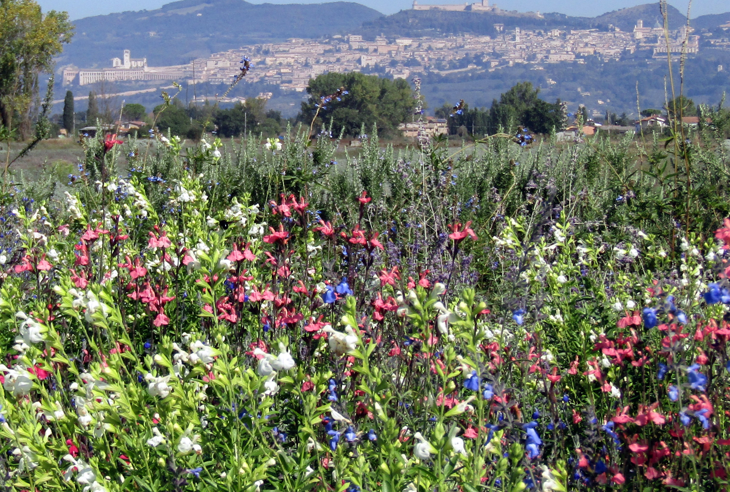 Giardino delle salvie